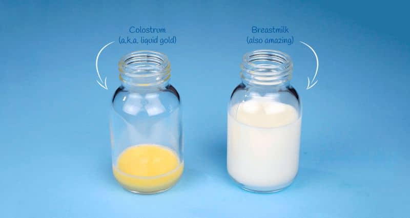 Sữa non và sữa thường có công dụng như thế nào?